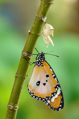 Butterfly Transform